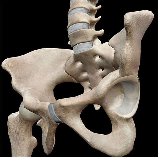 3D Skeletal System: The Pelvic Girdle